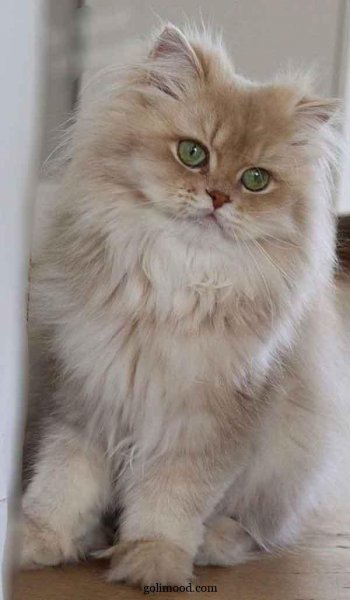  دانلود عکس گربه برای پروفایل