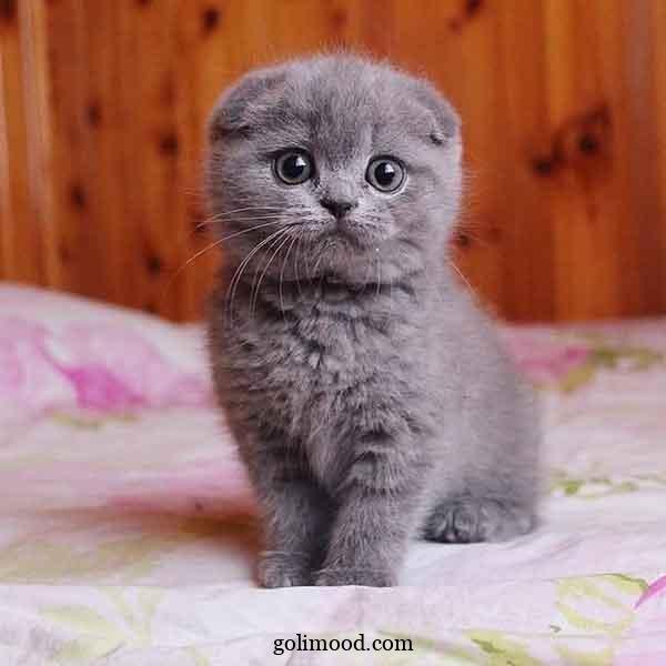  دانلود عکس گربه برای پروفایل