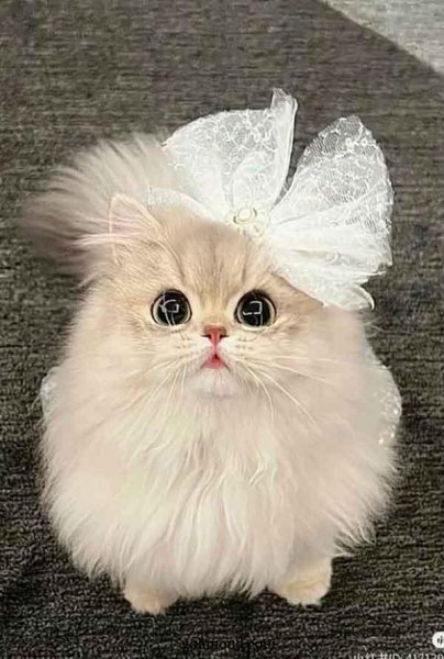  دانلود عکس گربه برای پروفایل