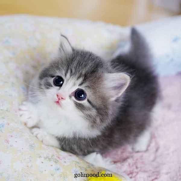  دانلود عکس گربه برای پروفایل