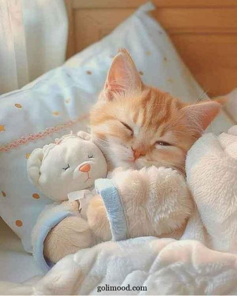  دانلود عکس گربه برای پروفایل