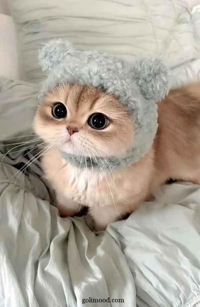  دانلود عکس گربه برای پروفایل