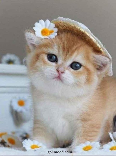  دانلود عکس گربه برای پروفایل