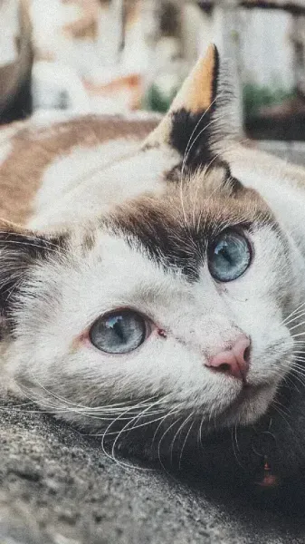  عکس گربه ناز و ملوس برای تصویر زمینه گوشی