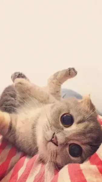  عکس گربه ناز و ملوس برای تصویر زمینه گوشی