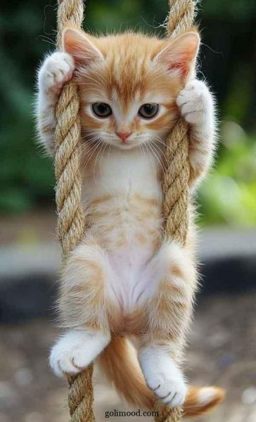  عکس گربه ناز و ملوس برای تصویر زمینه گوشی