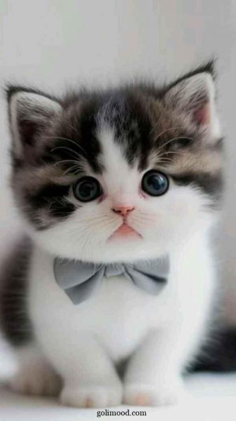  عکس گربه ناز و ملوس برای تصویر زمینه گوشی