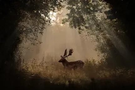  دانلود بک گراند پسرانه کامپیوتر