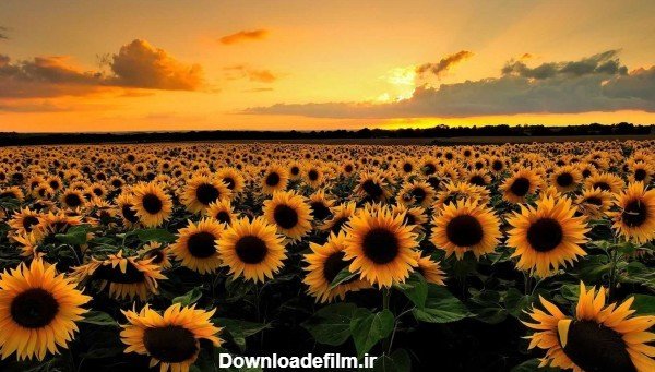  بک گراند لپ تاپ پینترست