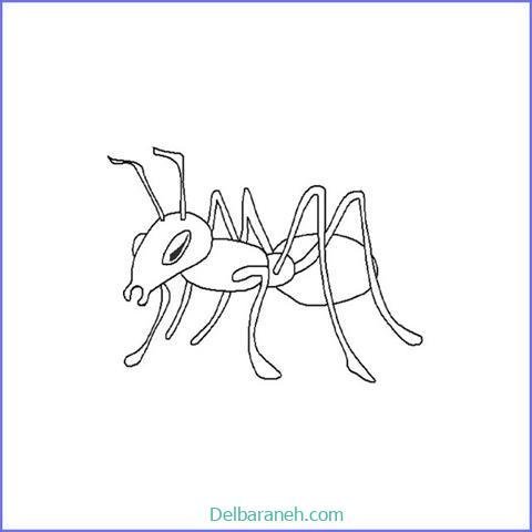  عکس نقاشی مورچه واقعی