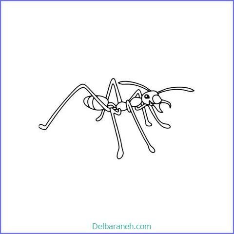  عکس نقاشی مورچه واقعی