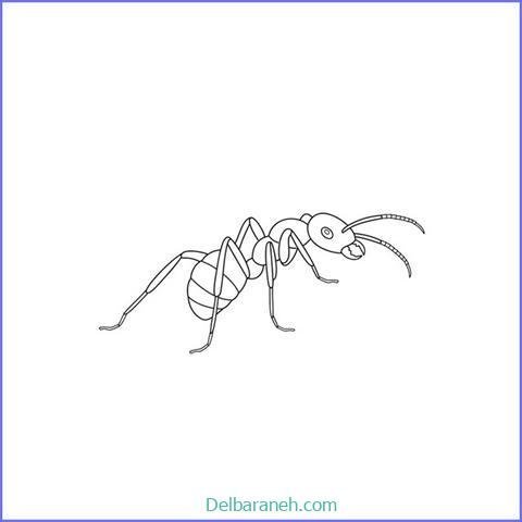  عکس نقاشی مورچه واقعی