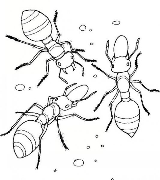  نقاشی مورچه زیبا