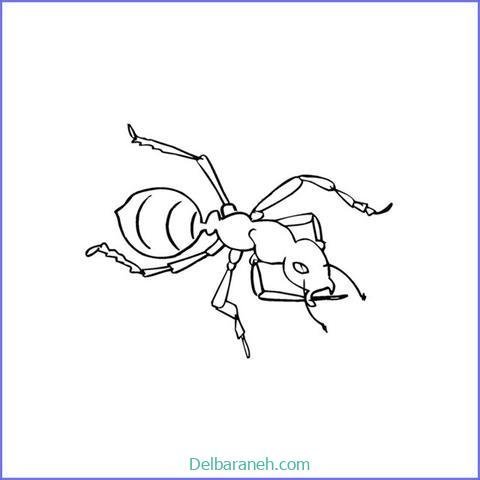  نقاشی مورچه کیوت