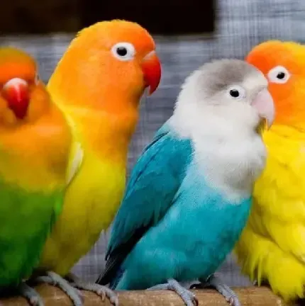  دانلود عکس های مرغ عشق با کیفیت