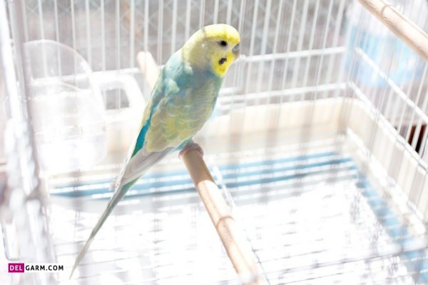  دانلود عکس های مرغ عشق با کیفیت