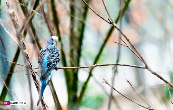  دانلود عکس های مرغ عشق با کیفیت