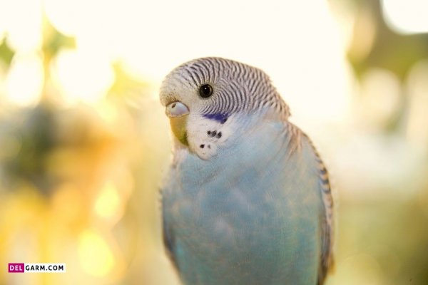  دانلود عکس های مرغ عشق با کیفیت