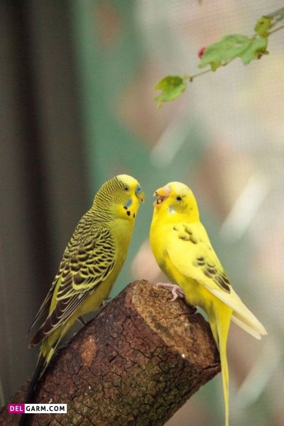  دانلود عکس های مرغ عشق با کیفیت