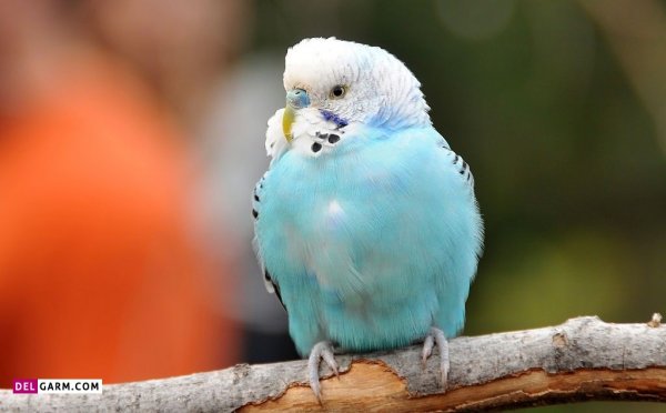  دانلود عکس های مرغ عشق با کیفیت