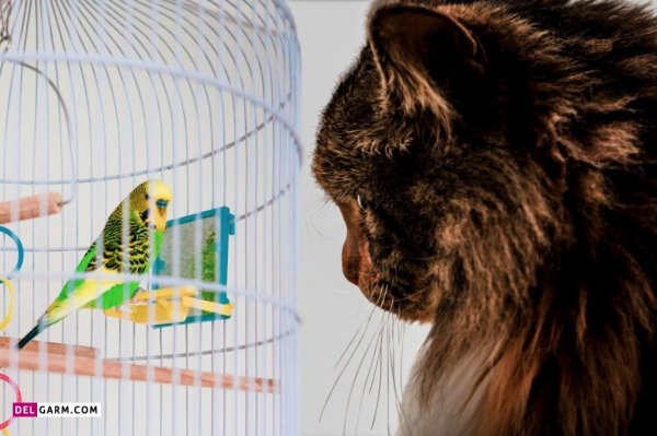  دانلود عکس های مرغ عشق با کیفیت