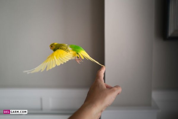  دانلود عکس های مرغ عشق با کیفیت