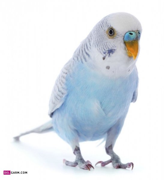  دانلود عکس های مرغ عشق با کیفیت