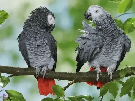  دانلود عکس های مرغ عشق با کیفیت