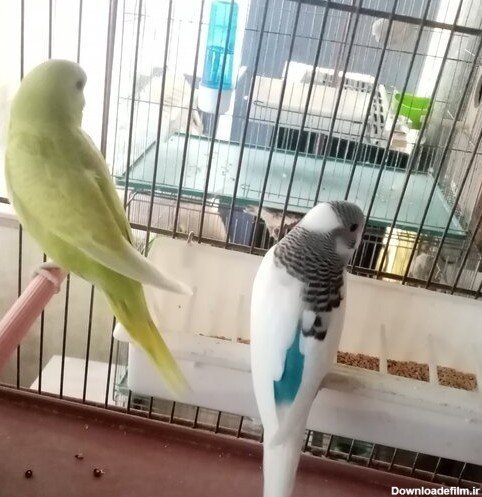  عکس مرغ عشق صورتی