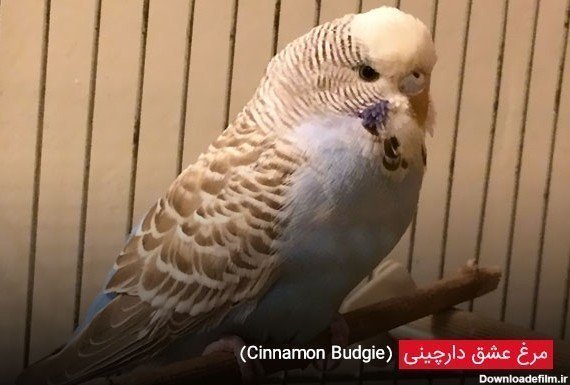  عکس مرغ عشق صورتی