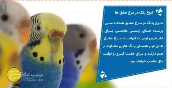  عکس مرغ عشق صورتی