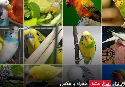  عکس مرغ عشق صورتی