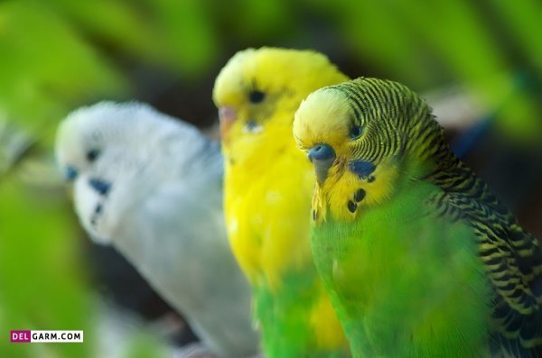  عکس مرغ عشق صورتی