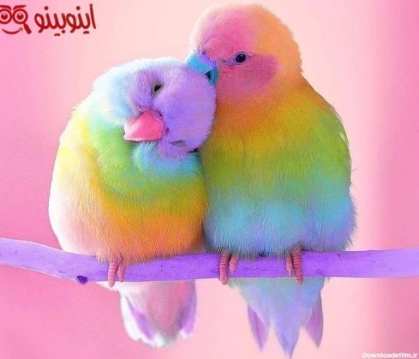  عکس مرغ عشق صورتی