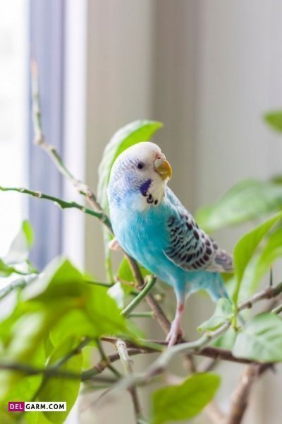  عکس مرغ عشق صورتی