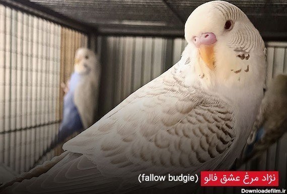  عکس مرغ عشق صورتی