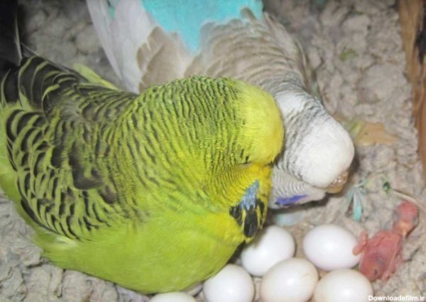  عکس مرغ عشق صورتی