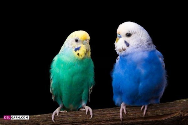  عکس مرغ عشق صورتی