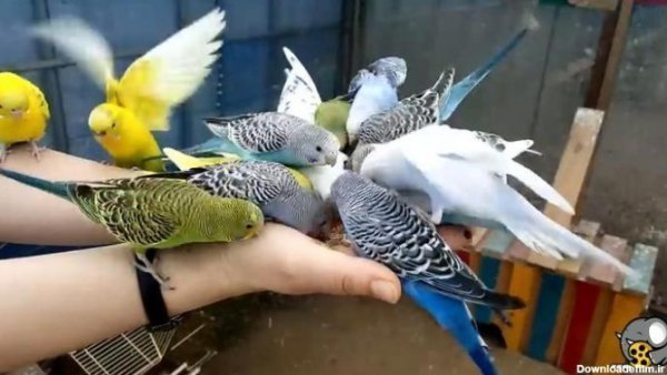  عکس مرغ عشق صورتی