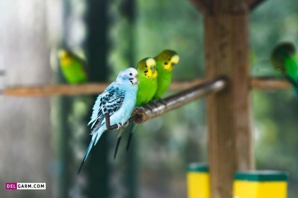  عکس مرغ عشق صورتی