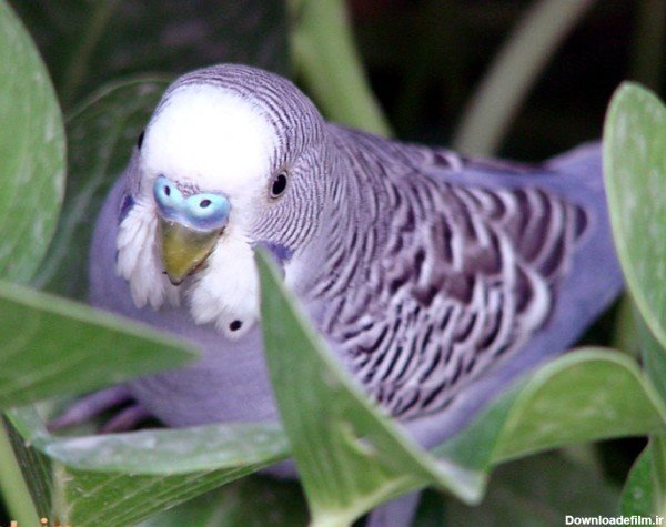  عکس مرغ عشق صورتی