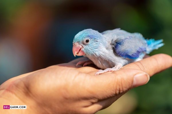  عکس مرغ عشق هلندی استوری