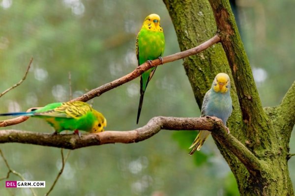  عکس مرغ عشق هلندی استوری