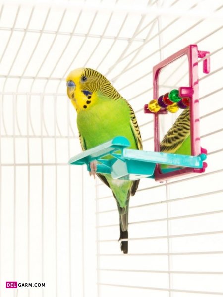  عکس مرغ عشق هلندی استوری