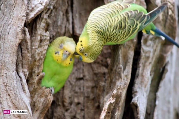  عکس مرغ عشق هلندی استوری