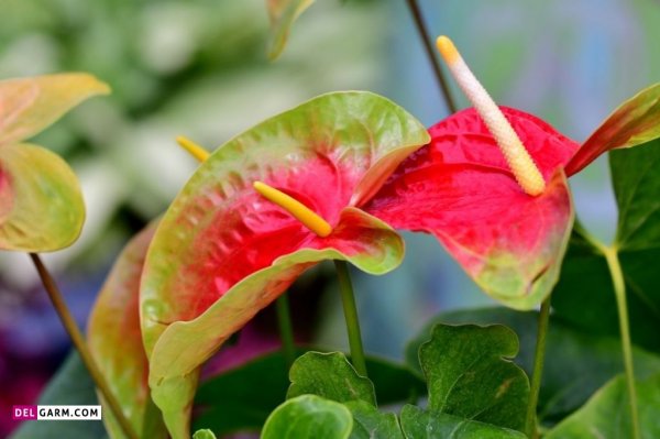  عکس های زیبا گل آنتوریوم