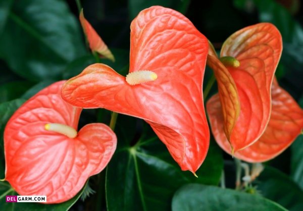  عکس های زیبا گل آنتوریوم