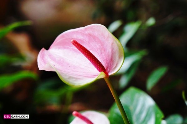  عکس های زیبا گل آنتوریوم