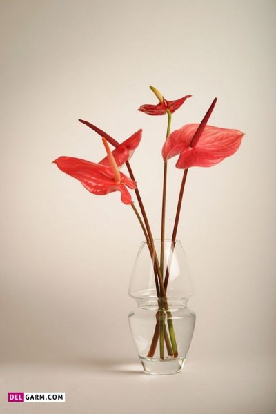  عکس های زیبا گل آنتوریوم