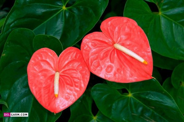  عکس های زیبا گل آنتوریوم